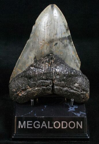 Bargain Megalodon Tooth - North Carolina #13623
